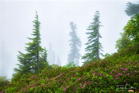 Mountain Heather In Fog Mount Baker National Recreation Area