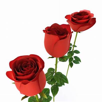 Roses 3d Vase Animated Clipart Realistic Rose