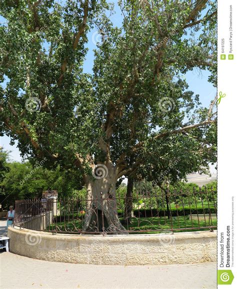 Sycamore In Jericho Israel Editorial Image Image Of Fruit Sycamore