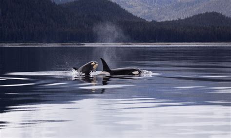 Kayaking With Whales San Juan Kayak Expeditions