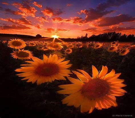 Sunrise Sunflowers Sunflowers Morning Field Sunrise Hd Wallpaper