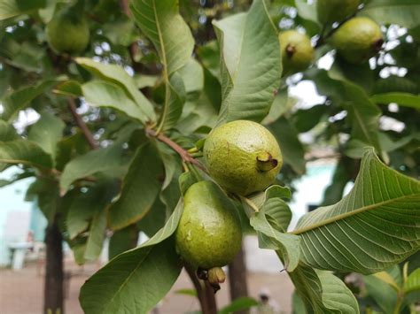 jambu biji erek erek