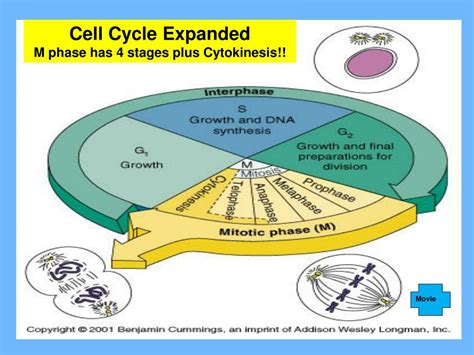 Ppt The Cell Cycledivisionmitosis Powerpoint Presentation Free