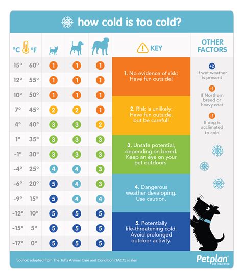 Is It Too Cold To Take Your Dog For A Walk Winter Dog Walking Tips