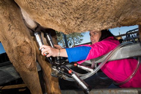 How to use indeed in a sentence. Everyday is hump day for Hunter camel dairy | The Land | NSW