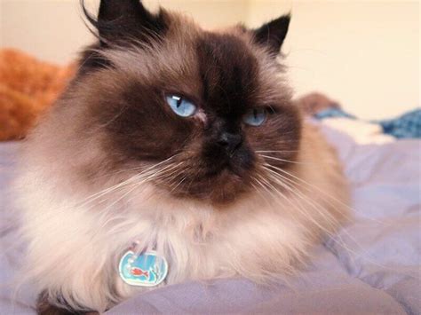170 Best Himalayan Cat Names For Your Kitten Petpress Himalayan Cat