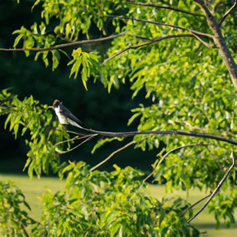 Eastern Kingbird A Majestic Bird Of The Eastern Skies