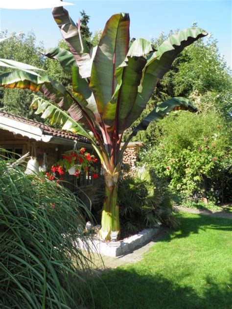 Palmen,bananen uvm видео mein exoten garten канала enrico frömmel. Neues aus dem Garten