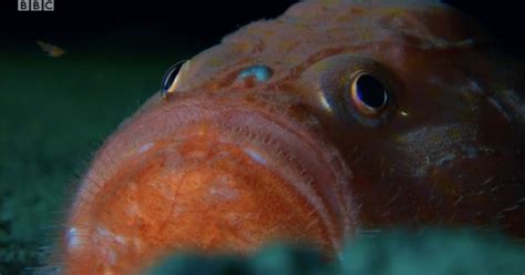 Blue Planet Ii Viewers Cant Get Over Baffling Sea Toad Fish Which