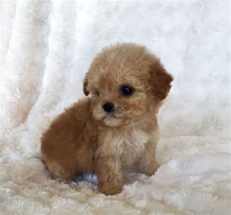 Morkie Puppy Pictures! Happy | iHeartTeacups