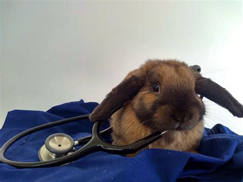Dr Bunny Is Here To Help Rrabbits