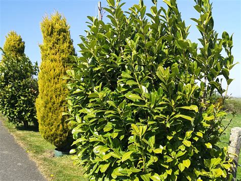 Common or english laurel family: Cherry Laurel - Woodland Ways Blog - Bushcraft and Survival