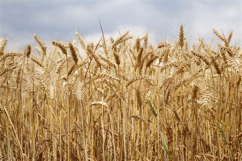 Wheat Field Free Photo On Pixabay