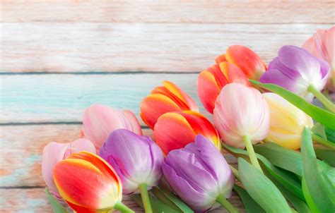 Wallpaper Flowers Bouquet Spring Colorful Tulips Buds Fresh