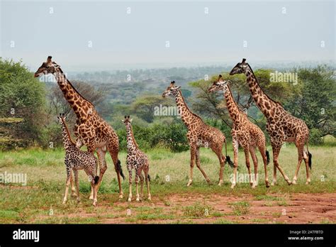 Girafe Giraffa Camelopardalis Faune Banque d'image et photos - Alamy