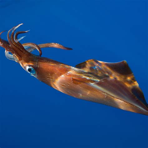 Small blue squid - agrohort.ipb.ac.id