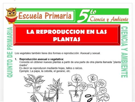 La Reproducción En Las Plantas Para Quinto De Primaria