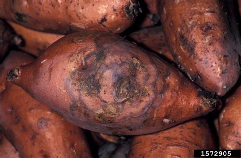 Fusarium Root Rot And Wilt Fusarium Oxysporum On Sweetpotato