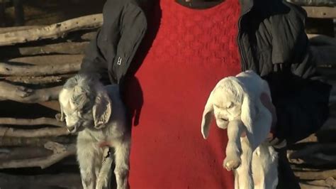 Goat Born With Demonic Face Terrifies Locals So Badly They Call Police