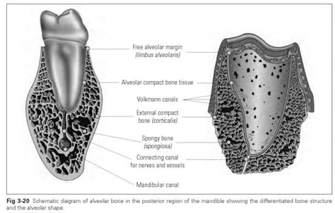 Alveolar Bone Structure Dental Technology How To Tips