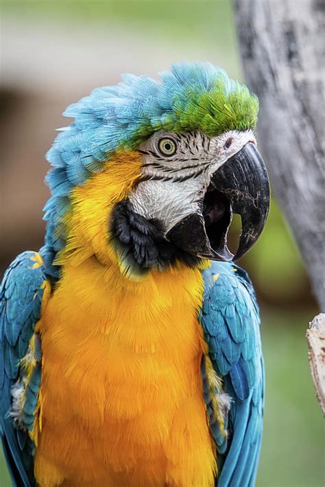 These macaws are the most commonly kept macaw species in the united states. Blue And Yellow Macaw Vertical Photograph by Teresa Wilson