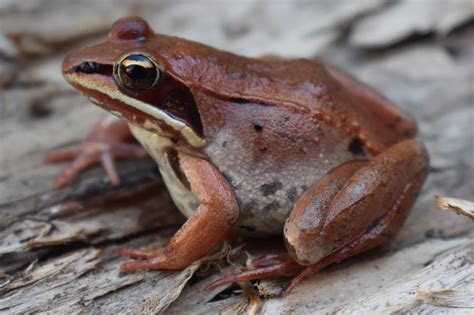 Wood Frog Rana Sylvatica Amphibians And Reptiles Of South Dakota