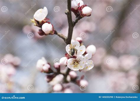 Apricot Flower Bud On A Tree Branch Branch With Tree Buds Stock Photo