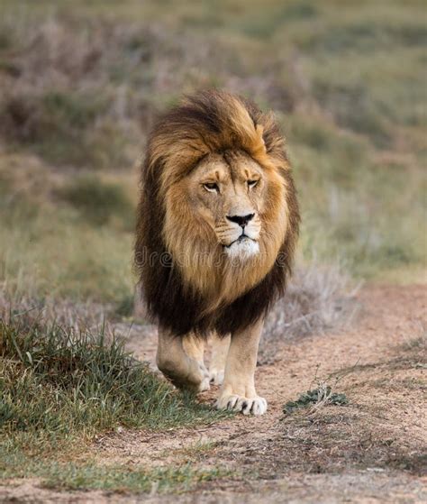 Majestic Male African Lion King Of The Jungle Mighty Wild Animal Of