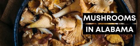 Mushrooms In Alabama Mushfu