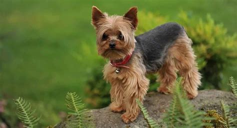 Papillonthe Smallest Dog Breeds Small Dog Breeds Are A