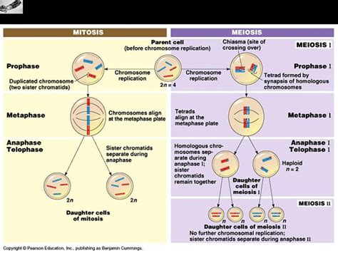 Y La Vida Evolucionó Comparación Mitosis Meiosis 44