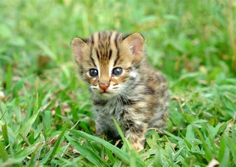 Baby Leopard Cat Melts Hearts In Chinese Police Station