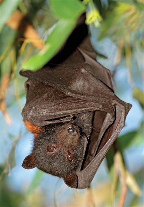 Flying Fox Size Diet And Facts Britannica