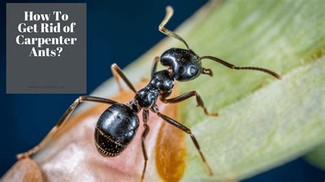 See full list on wikihow.com How To Get Rid of Carpenter Ants? Roach Expert Guide
