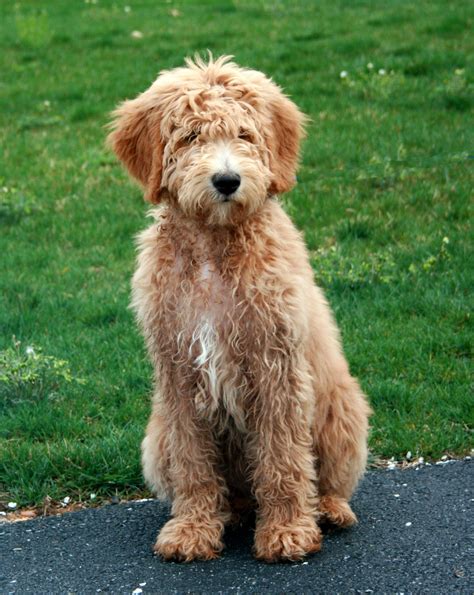 My Goldendoodle Carlos ♥ Goldendoodle Haircuts Goldendoodle Doodle Dog