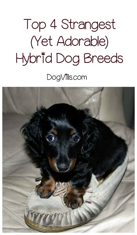 4 Of The Strangest Hybrid Dog Breeds Around Dogvills