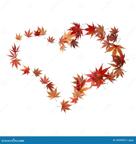 Heart Shape Made By Maple Autumn Leaves Stock Photos Image 16450993