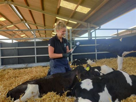 Vaccinating Calves Hook Norton Veterinary Group