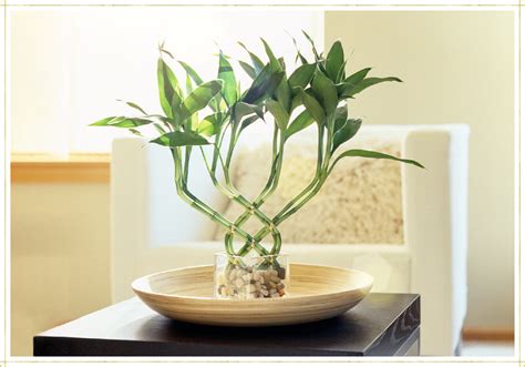 Lucky Bamboo Care Guide Growing Tips Facts Proflowers Blog