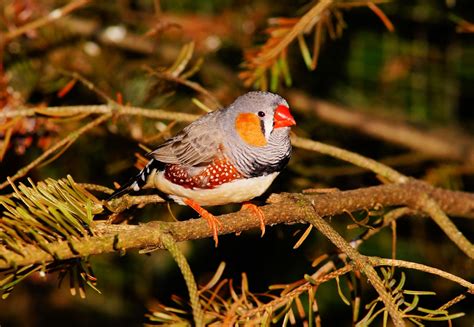 Free Images Nature Branch Flower Cute Wildlife Red Beak Small