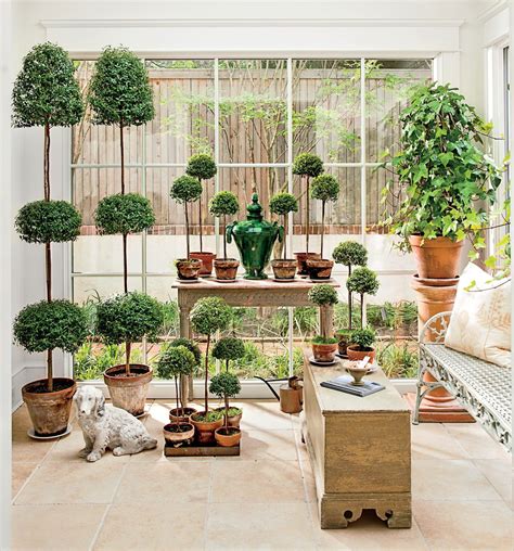 Create An Ideal Environment Indoor Topiary Topiary Garden Indoor