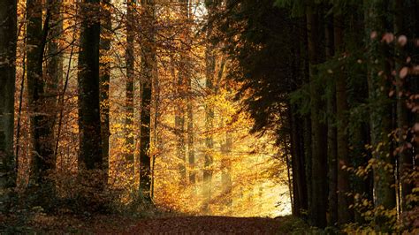 Download Wallpaper 3840x2160 Trees Path Forest Rays Light 4k Uhd 16