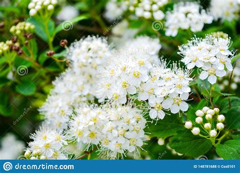 Close Up Of Little White Flowers On Bush Branch Romantic Blooming Bush