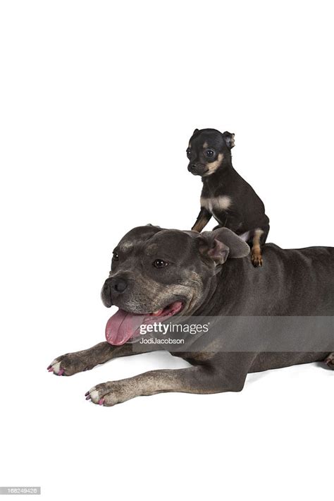 Big Dog Little Puppy Best Friends High Res Stock Photo Getty Images