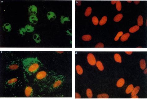 Indirect Immunofluorescence Staining Of A Human Neutrophils B
