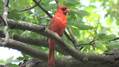 Northern Cardinal Singing Loud Youtube