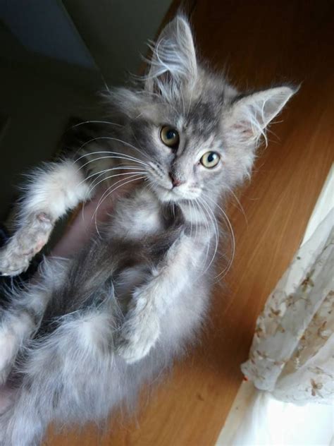 It all started in 1998, we had two young children and bred maine coons as well for several years. Maine Coon kittens for sale | London, South East London ...