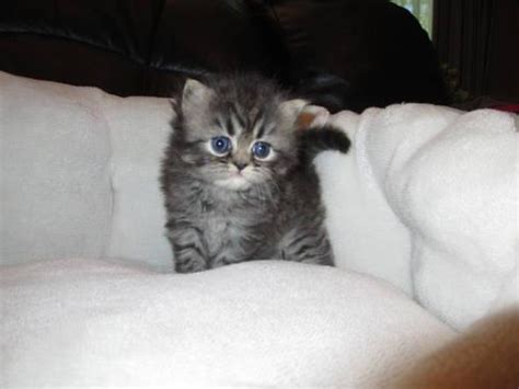 See more of michigan persian cat rescue on facebook. Persian kittens for Sale in Niles, Michigan Classified ...