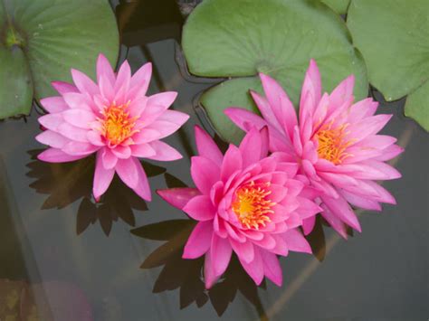 How To Grow And Care For Water Lilies World Of Flowering Plants