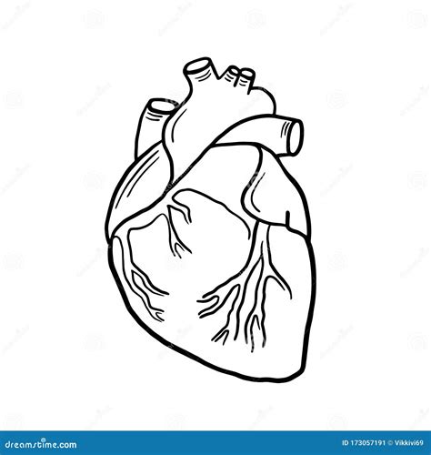 Cuore Anatomico Illustrazione Lineare Vettoriale Di Un Cuore